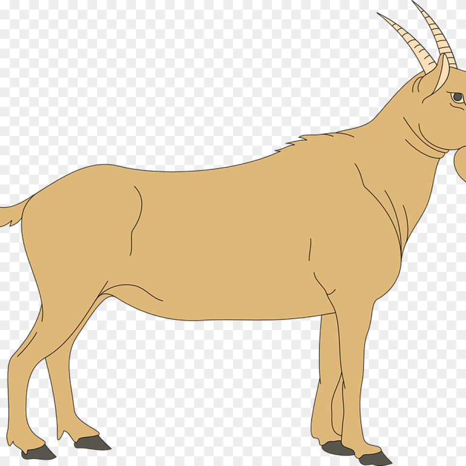 Animal Clipart Goat Blank Ruminant Digestive System, Mammal, Wildlife, Antelope, Gazelle Free Transparent Png