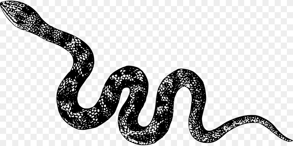 Animal Cobra Nature Reptile Snake Venomous Black And White Snake Clipart, Gray Free Transparent Png