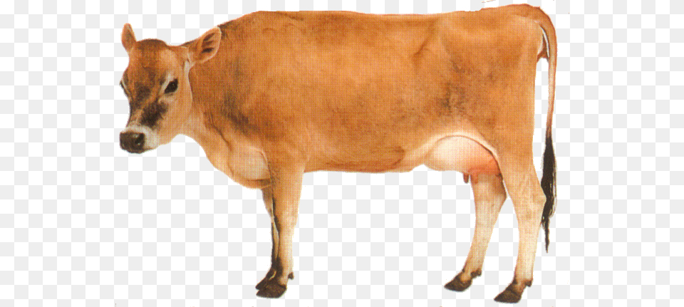 Animal Cow Transparent Background Images Calf See How They Grow, Cattle, Dairy Cow, Livestock, Mammal Free Png Download