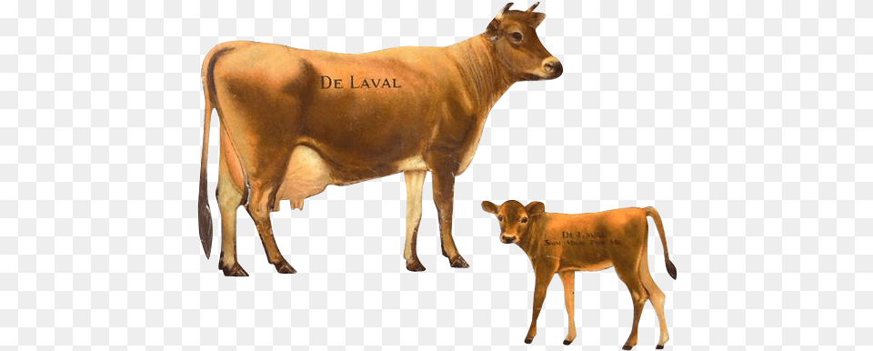 Animal Cowfreepngtransparentbackgroundimagesfree Cow And Calf, Cattle, Livestock, Mammal Png Image