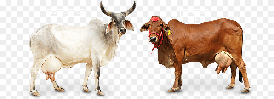 Animal Cowfreepngtransparentbackgroundimagesfree Gir Cow, Bull, Cattle, Livestock, Mammal Free Png