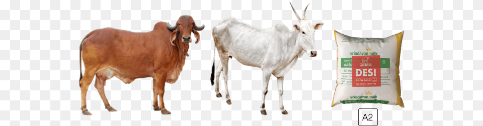Animal Cowfreepngtransparentbackgroundimagesfree Gir Cow Images Download, Bull, Cattle, Livestock, Mammal Free Transparent Png