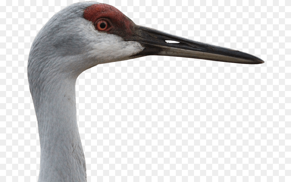 Animal Crane, Bird, Crane Bird, Waterfowl, Beak Png