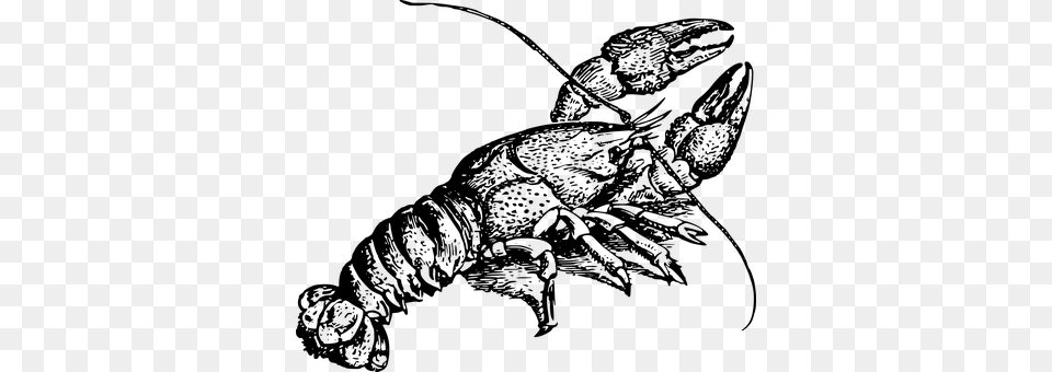 Animal Crayfish Crustacean Freshwater Crayfish Clipart, Gray Free Png Download