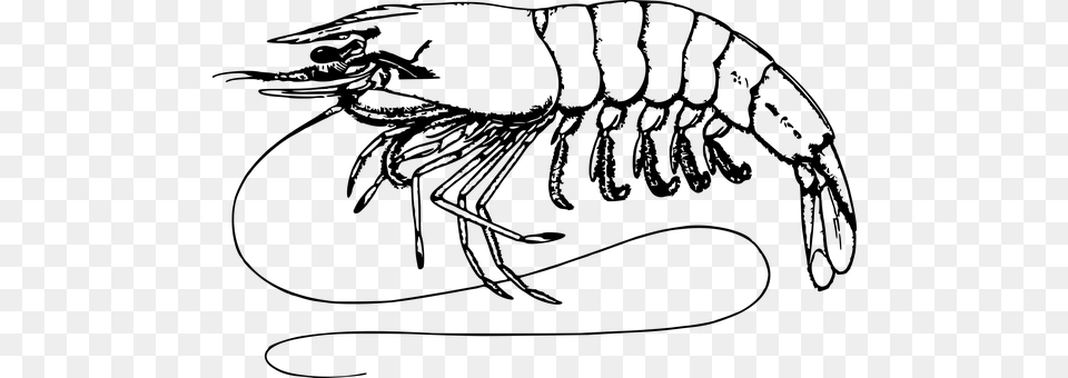 Animal Crustacean Food Ocean Prawn Sea She Clip Art Shrimp Black And White, Gray Free Transparent Png