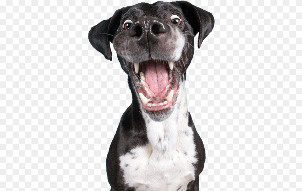 Animal Cute Funny Head Freetoedit Dog, Canine, Mammal, Pet, Pointer Free Png Download
