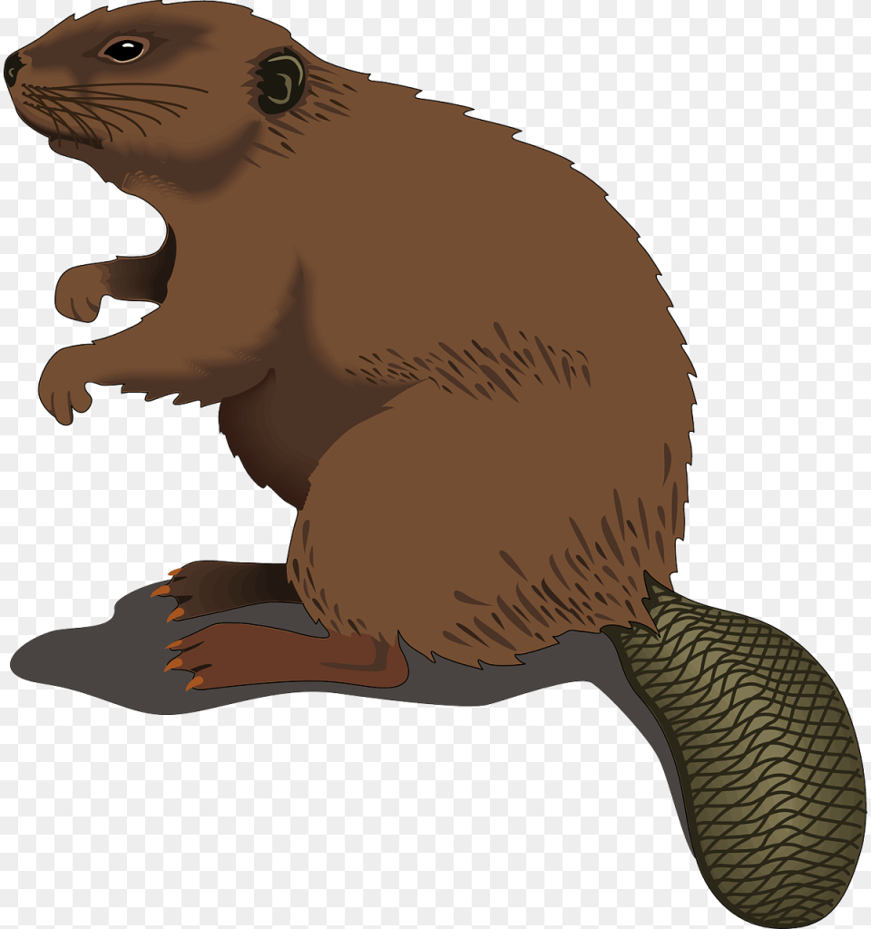Animal Dead Lift Clipart, Mammal, Beaver, Rodent, Wildlife Free Transparent Png