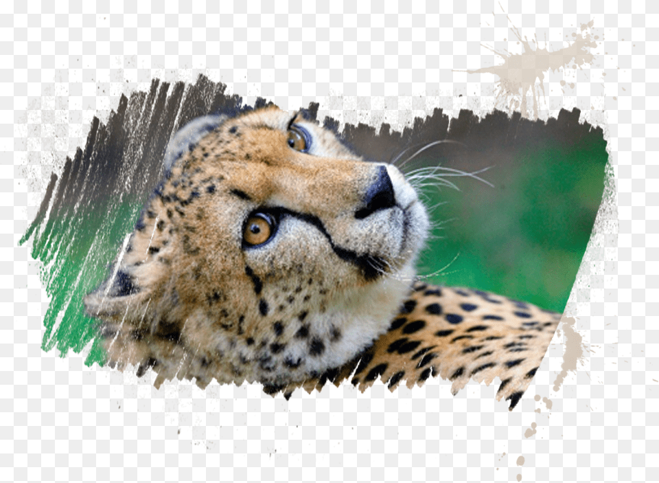Animal Details Myrtle Beach Safari By Reservation Only, Cheetah, Mammal, Wildlife Free Png Download