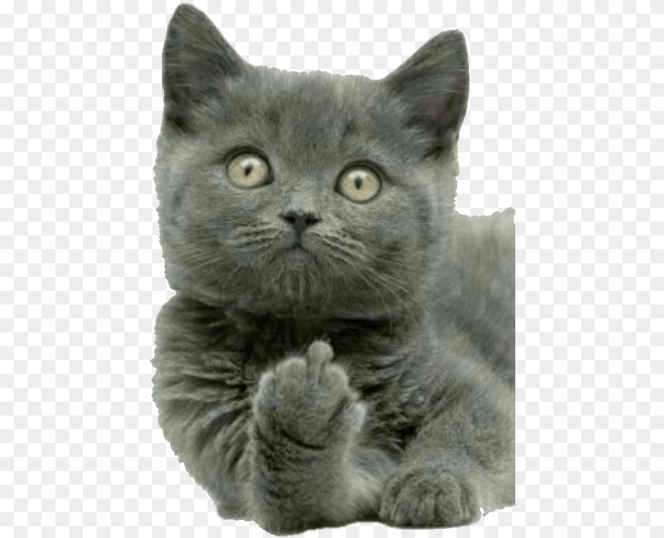 Animal Doing The Finger, Cat, Kitten, Mammal, Pet Free Png