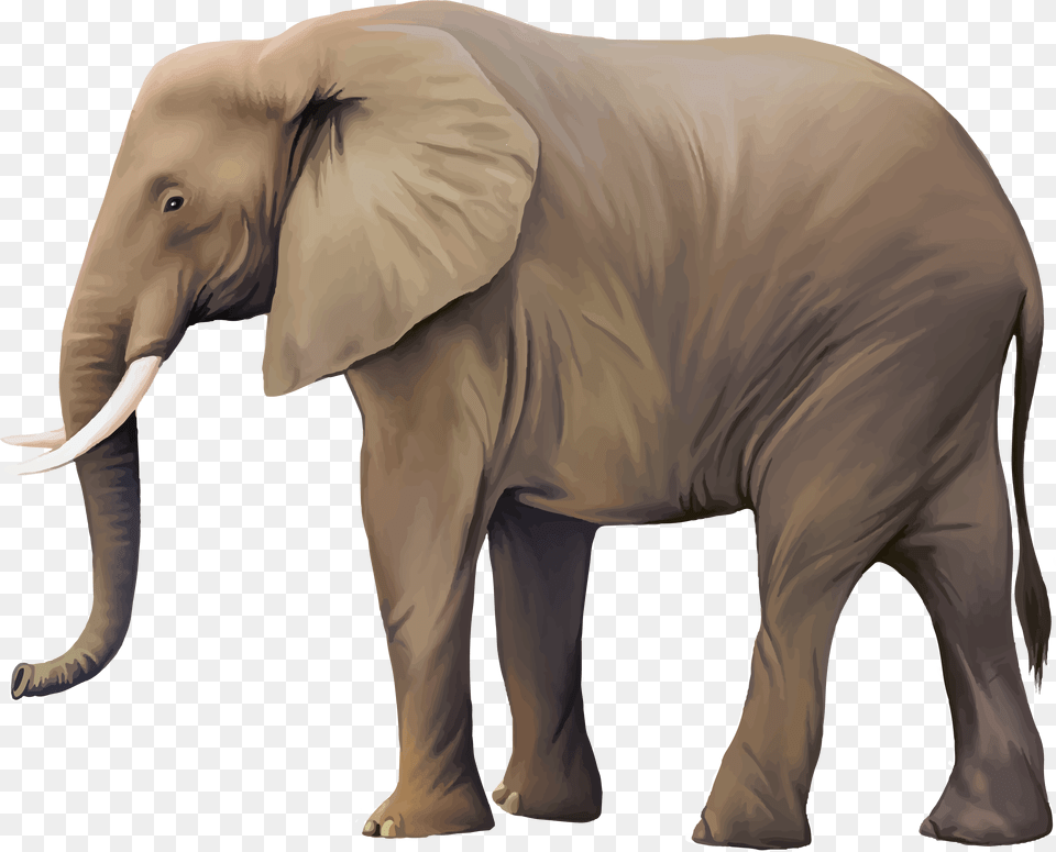 Animal Download Illustrator Vector Animal, Elephant, Mammal, Wildlife Free Png