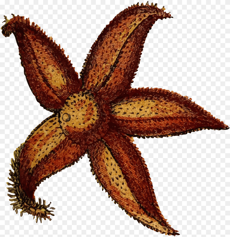 Animal Echinoderm Ocean Vector Graphic On Pixabay, Sea Life, Invertebrate, Starfish, Lizard Free Png Download