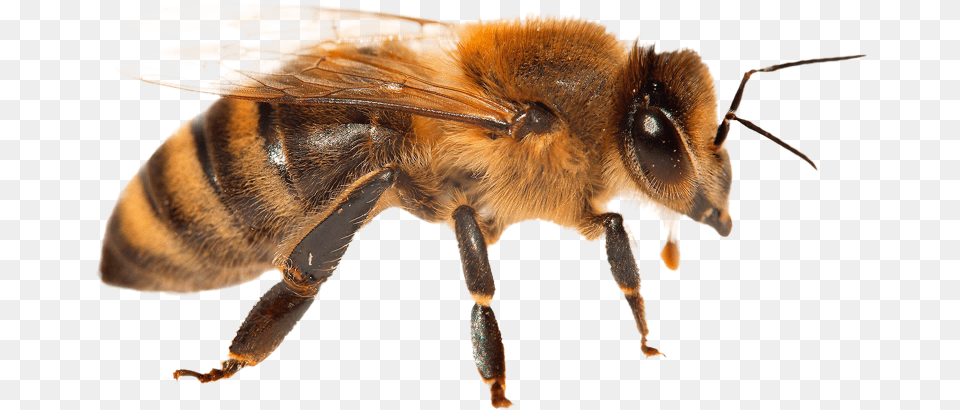 Animal Facts Bees Safe Animal Squad Together We Can Honeybee, Bee, Honey Bee, Insect, Invertebrate Free Transparent Png