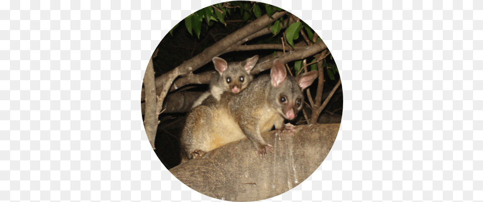 Animal Facts Possums Safe Animal Squad Together We Can Common Brushtail Possum, Mammal, Wildlife, Cat, Pet Png Image