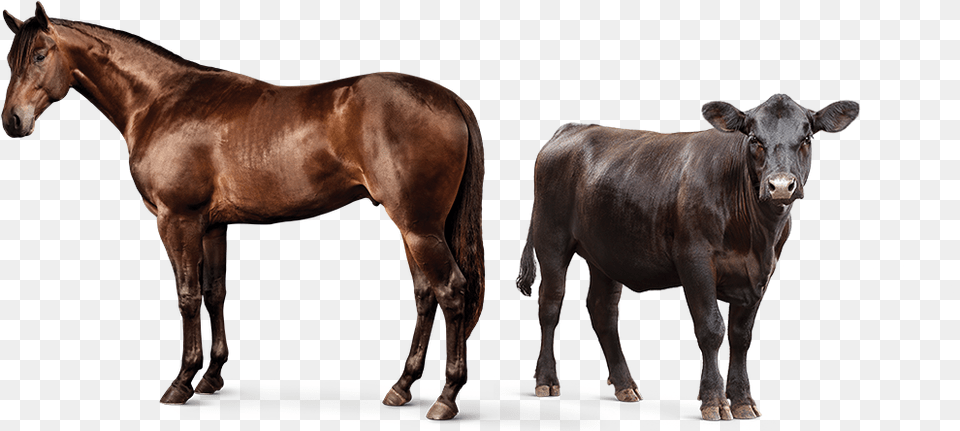 Animal Feed Supplements L Purina Horse And Cow, Cattle, Livestock, Mammal Png Image