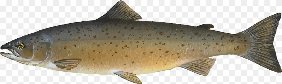 Animal Fish Food Ocean River Salmon Sea Fi Atlantic Salmon Clipart, Sea Life, Trout, Shark, Cod Free Transparent Png