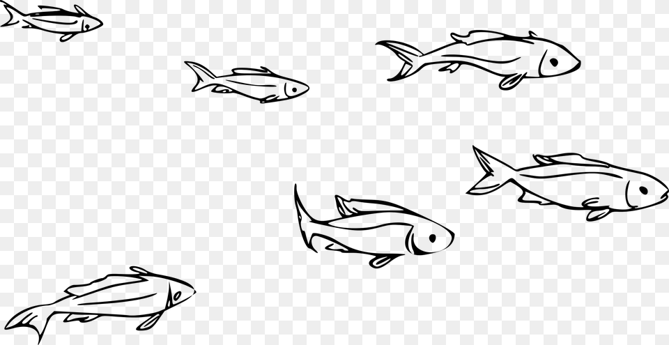 Animal Fish Ocean Ocean Theme River Sea School Of Fish Clipart Black And White, Gray Free Png