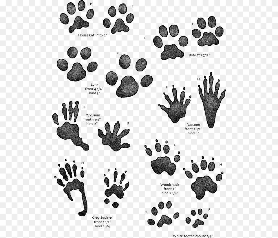 Animal Footprints Identification Uk, Footprint, Person Png Image