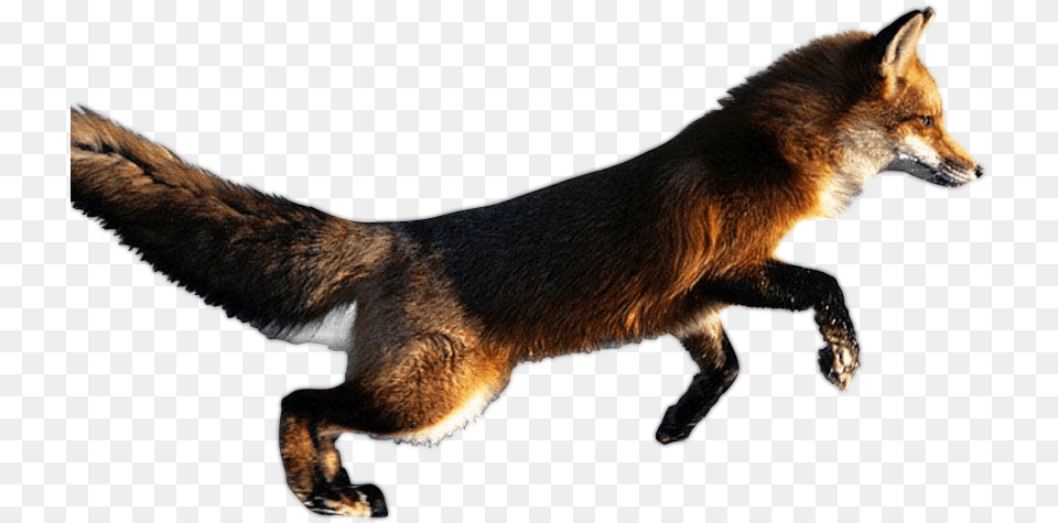 Animal Fox In Action, Canine, Dog, Mammal, Pet Free Png Download