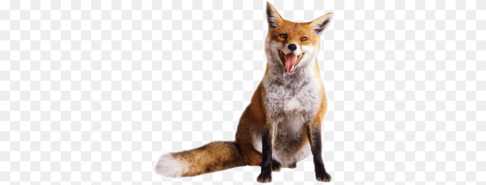 Animal Fox1 Wolf Vs Coyote Vs Fox, Canine, Mammal, Red Fox, Wildlife Free Png
