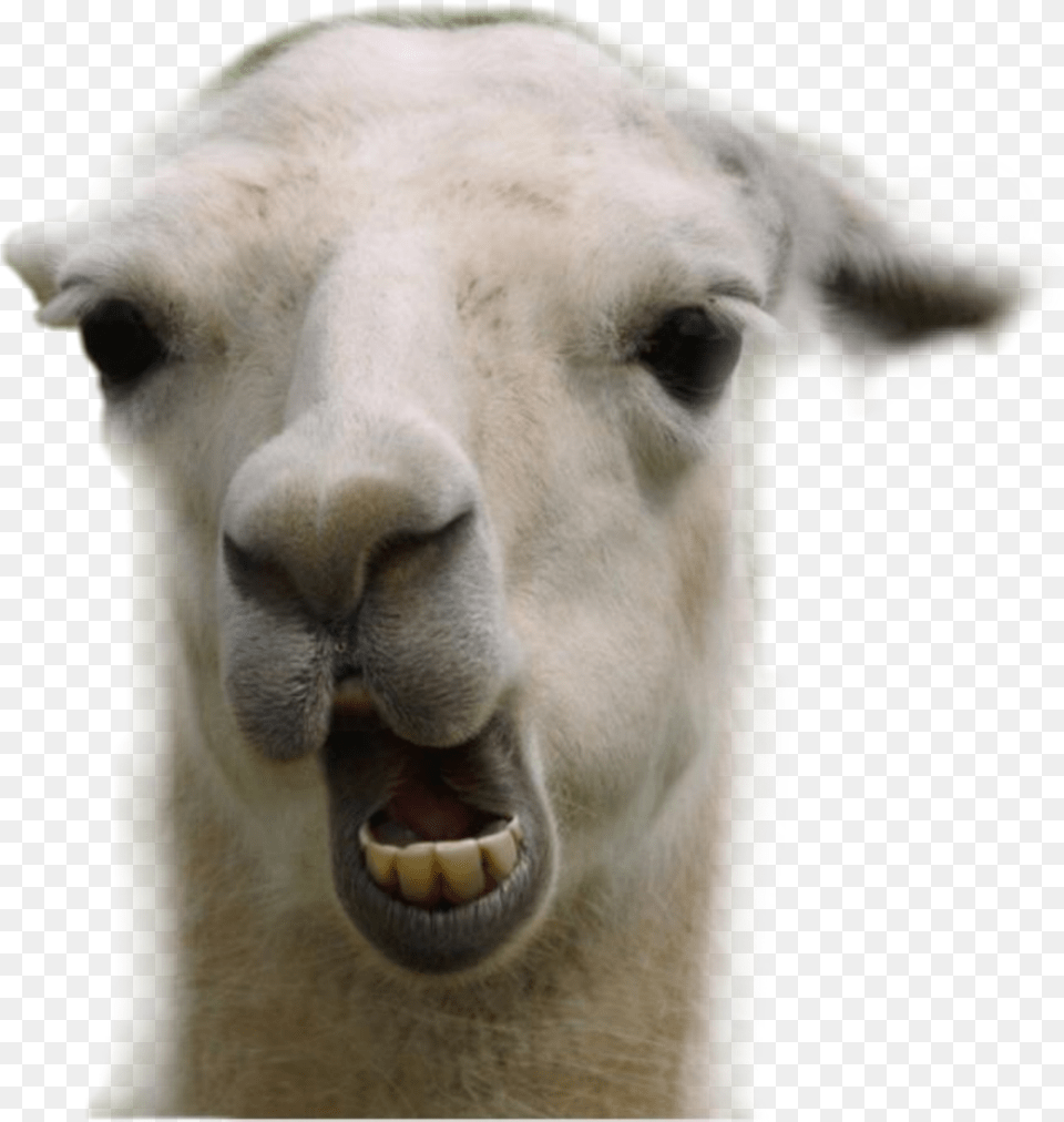 Animal Goat Happy Cute Snitsel Mehmeh White Llama Funny, Mammal, Bear, Wildlife Free Png