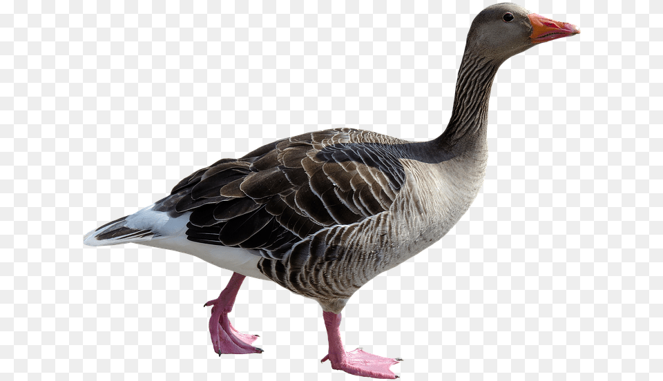 Animal Goose Poultry Bird Bill Feather Isolated Goose, Waterfowl, Anseriformes Png Image