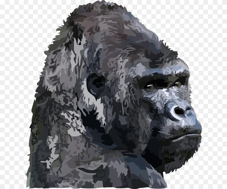 Animal Gorilla Gorilla Gray Head, Wildlife, Ape, Mammal, Person Free Transparent Png