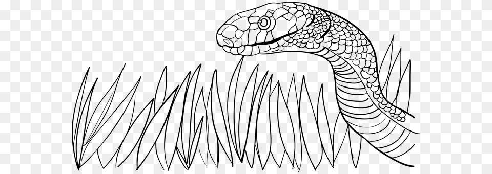 Animal Grass Poison Serpent Snake Venomous Snake In The Grass Drawing, Gray Png Image