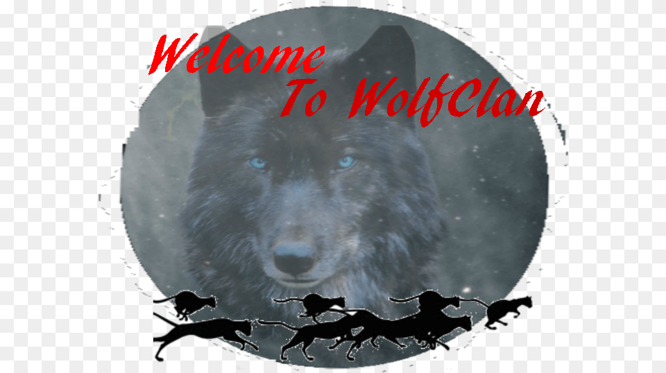 Animal Groups Roleplay Wiki Dog, Mammal, Wolf, Canine, Pet Png