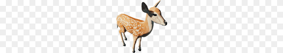 Animal Head, Deer, Mammal, Wildlife, Antelope Free Transparent Png