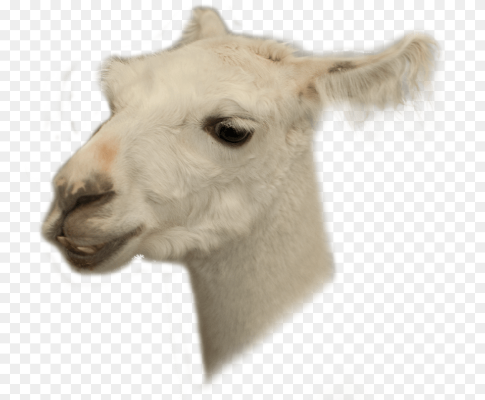 Animal Head 5 Llama Transparent, Mammal, Canine, Dog, Pet Png