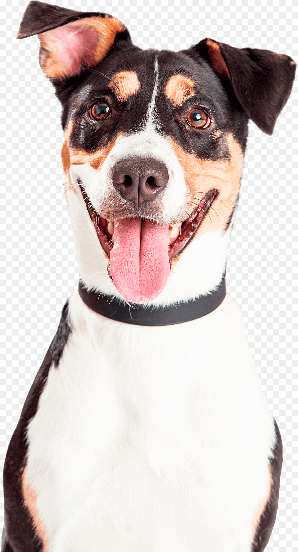 Animal Head Shot Happy, Canine, Dog, Pet, Mammal Png Image
