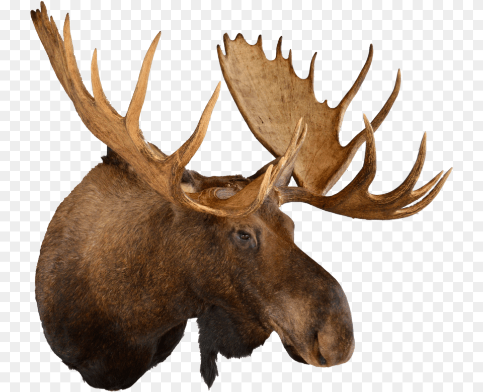 Animal Head Trophy, Antelope, Mammal, Moose, Wildlife Free Transparent Png