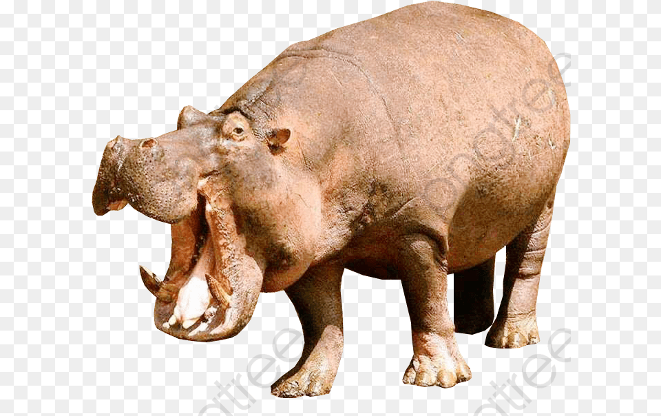 Animal Hippopotamus Animal Clipart Hippo Animal Hippopotamus, Elephant, Mammal, Wildlife Free Png Download