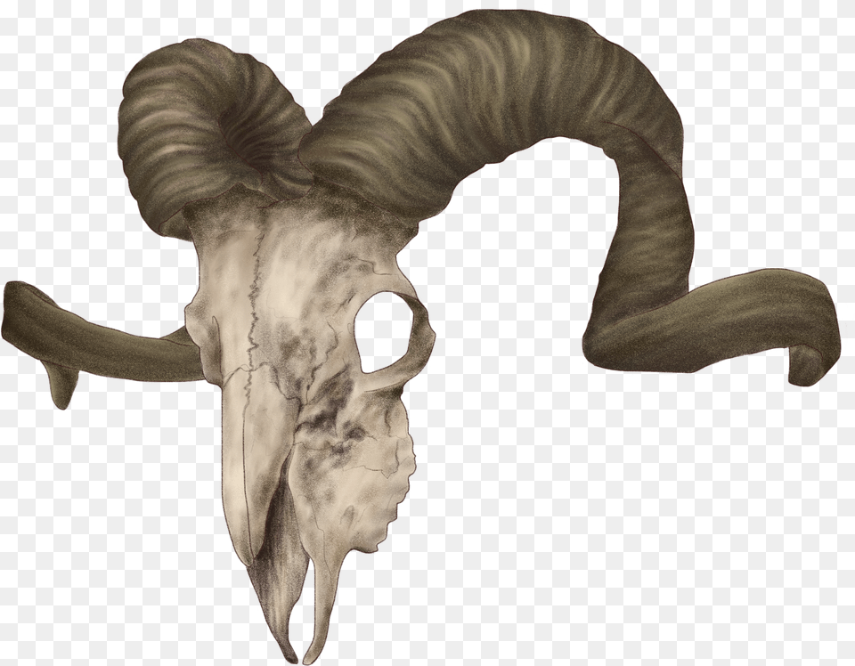 Animal Horn Ram Skull Reference, Adult, Female, Person, Woman Free Transparent Png