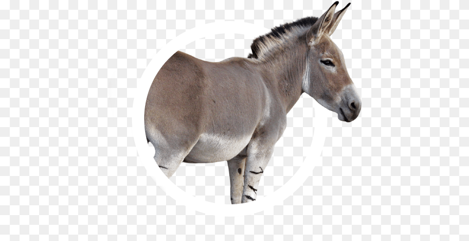 Animal Icon Collection Frontier Forums Donkey Images White Background, Mammal, Antelope, Wildlife Free Png