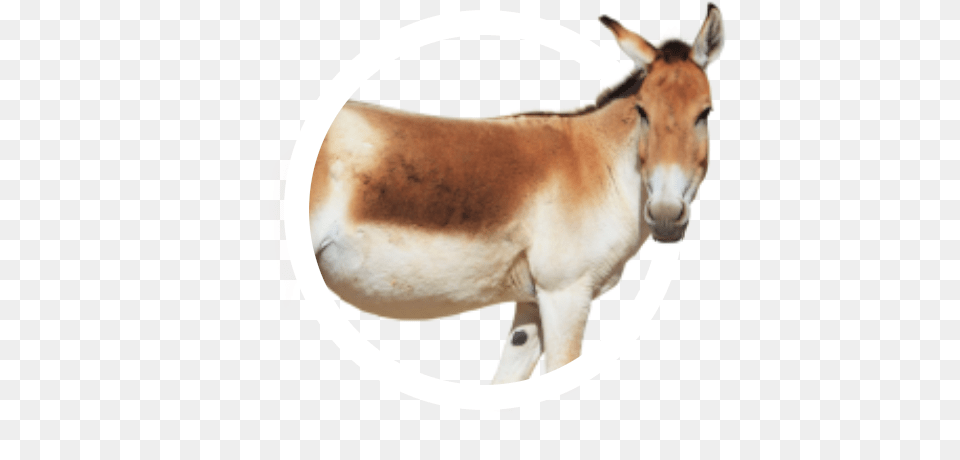 Animal Icon Collection Frontier Forums Mule, Antelope, Donkey, Mammal, Wildlife Free Png Download