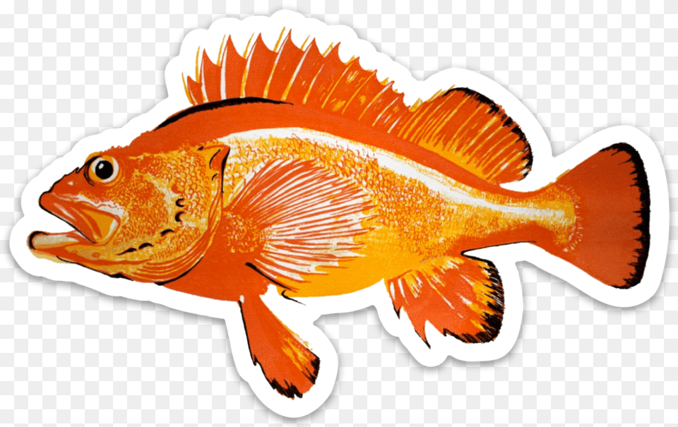 Animal Is Magikarp Based Rougheye Rockfish, Fish, Sea Life Free Png
