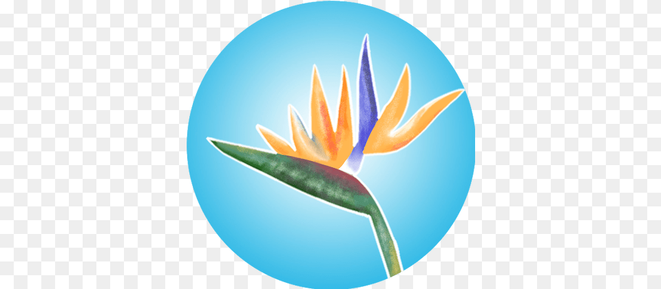 Animal Jam Elite August 2013 Transparent Lowgif Bird Of Paradise Flower, Plant, Petal Free Png