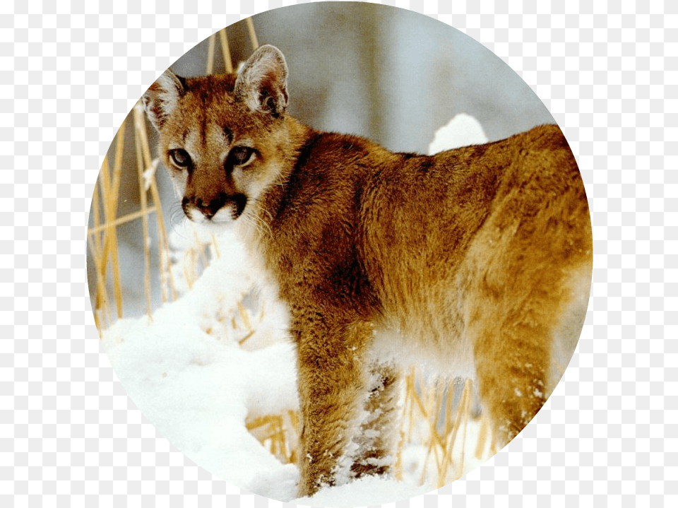 Animal Jam Puma Baby African Golden Cat, Cougar, Mammal, Wildlife, Cheetah Free Png Download