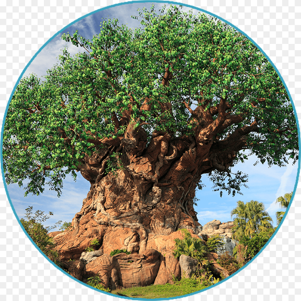 Animal Kingdom Park Plan 1 Day The Park Prodigy Tree, Photography, Plant, Sphere, Tree Trunk Png