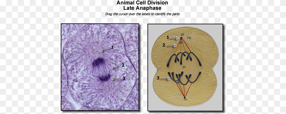 Animal Late Anaphase Image Late Prophase Animal Cell, Bear, Mammal, Wildlife Free Transparent Png