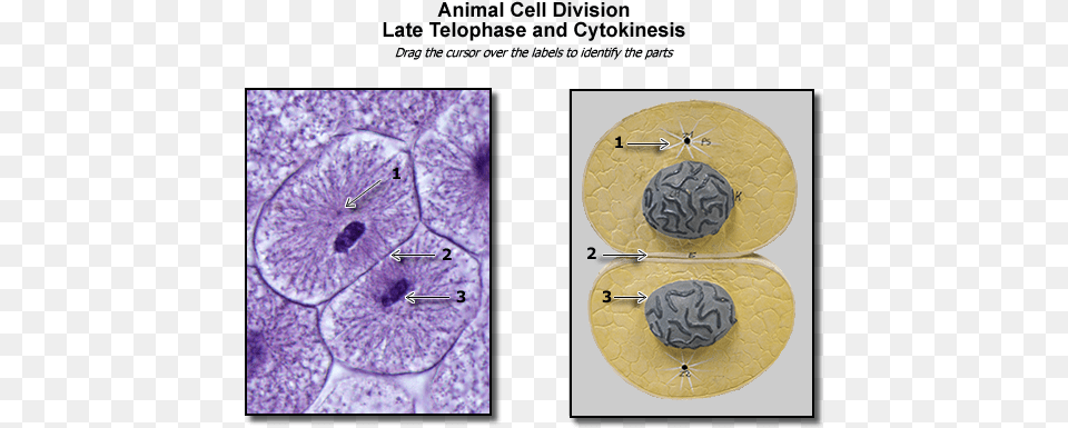 Animal Late Telophase Late Telophase Animal Cell, Accessories, Paper Free Png Download
