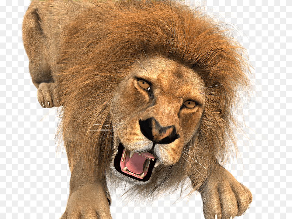 Animal Lion Male King Of The Beasts Big Cat Wild Lion Hunting Transparent Background, Mammal, Wildlife Png Image