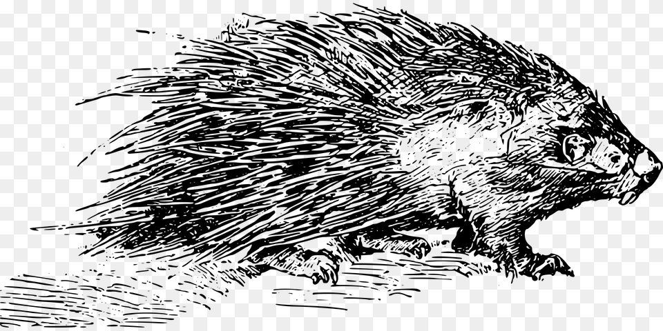 Animal Mammal Porcupine Quill Rodent Spine Porcupine Black And White, Gray Free Transparent Png