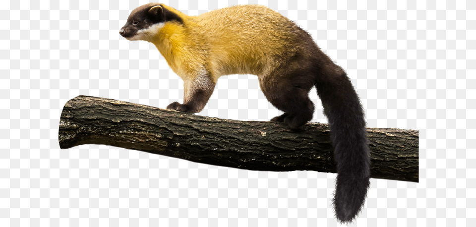 Animal Marten Yellow Throated Image On Pixabay Yellow Throated Marten, Bear, Mammal, Wildlife, Weasel Free Png