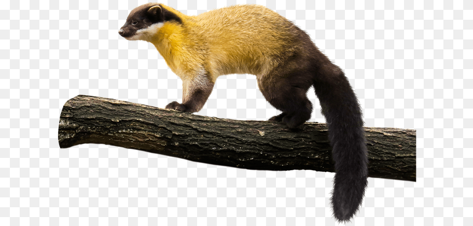 Animal Marten Yellow Throated Marten Predator Wild Yellow Throated Marten Transparent, Bear, Mammal, Wildlife, Weasel Png Image