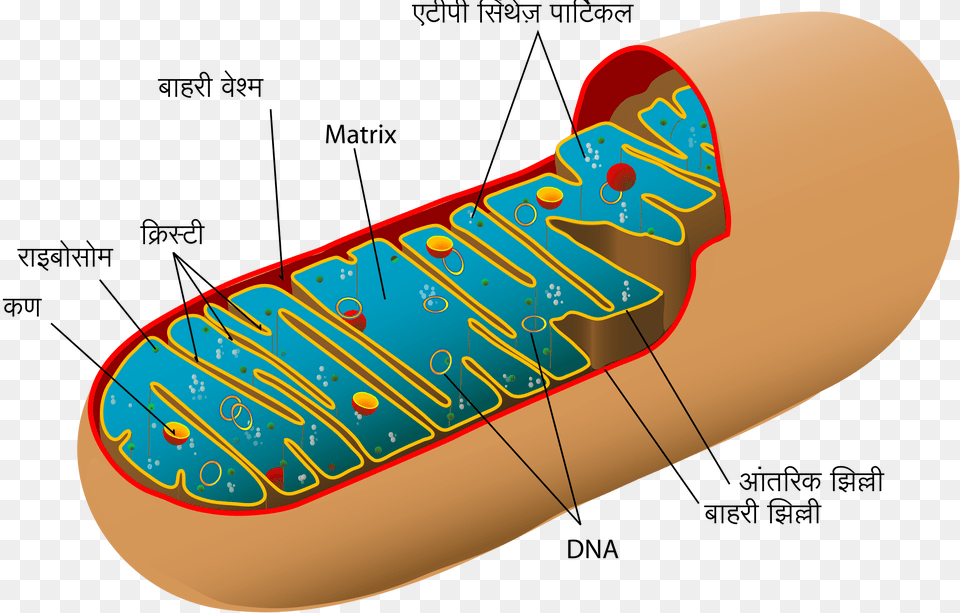 Animal Mitochondrion Diagram Hi, Food, Hot Dog Png Image