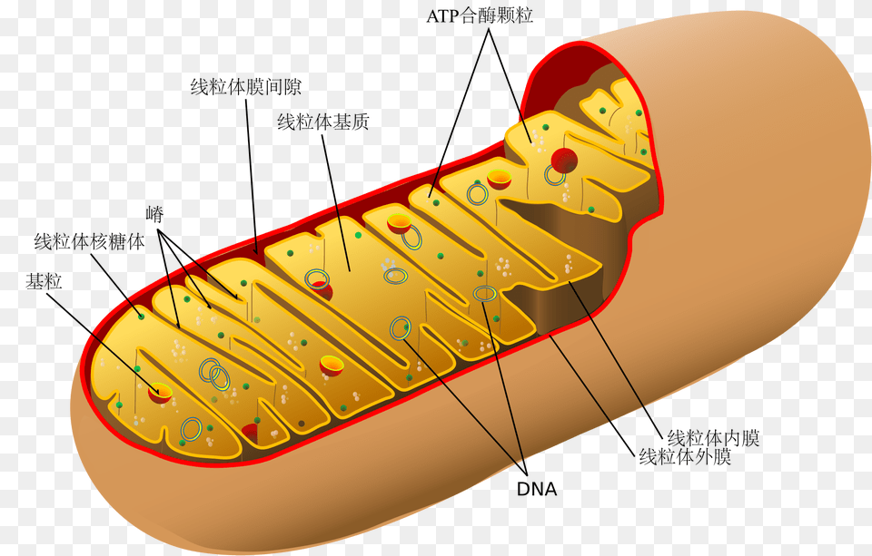 Animal Mitochondrion Diagram Zh, Food, Hot Dog, Boat, Canoe Png