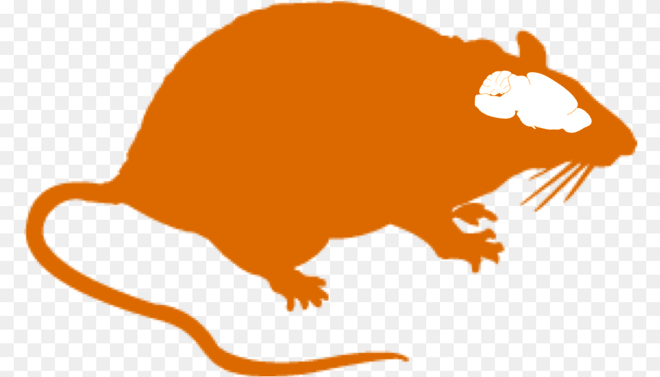 Animal Models Title Rat Brain Clipart, Mammal Free Png