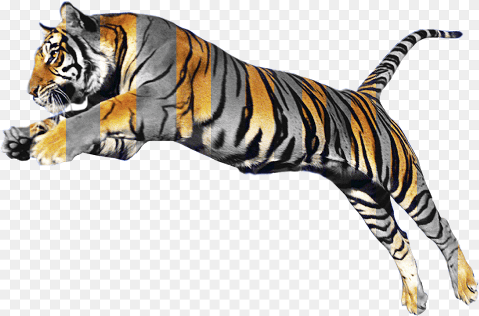 Animal Morphing, Mammal, Tiger, Wildlife Png Image